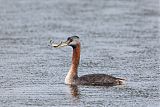 Great Grebe